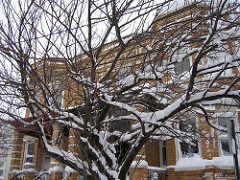 Snowy Tree